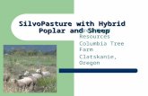SilvoPasture with Hybrid Poplar and Sheep GreenWood Resources Columbia Tree Farm Clatskanie, Oregon.