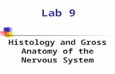 Lab 9 Histology and Gross Anatomy of the Nervous System.