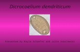 Dicrocoelium dendriticum Presented by Kayla Schaefer and Julie Sobolewski.