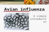 Avian influenza A simple introduction. 2 What is avian influenza?  Bird flu  highly species-specific, birds  Occasionally, pigs and human  2 types.