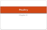 Chapter 8 Poultry. Chicken Poultry  92erY8&feature=BFa&list=PLAE38AF98D17DC68C&index=34
