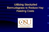 Utilizing Stockpiled Bermudagrass to Reduce Hay Feeding Costs.