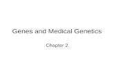 Genes and Medical Genetics Chapter 2. Genotype and Phenotype Genotype = all the genes that an individual has Phenotype = physical appearance of the individual.
