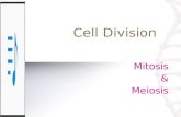 Cell Division Mitosis & Meiosis. Mitosis cell division somatic cell (body cell)  The form of cell division by which a eukaryotic somatic cell (body cell)