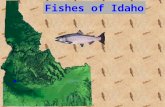 Fishes of Idaho. The Study of Fish = Ichthyology.