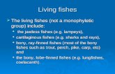 Living fishes  The living fishes (not a monophyletic group) include: the jawless fishes (e.g. lampeys), the jawless fishes (e.g. lampeys), cartilaginous.
