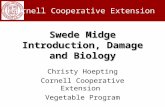 Swede Midge Introduction, Damage and Biology Cornell Cooperative Extension Christy Hoepting Cornell Cooperative Extension Vegetable Program.