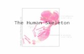 The Human Skeleton. Divisions of the Skeleton Axial skeleton – skull, vertebrae, and bony thorax Appendicular skeleton – bones of the arms and legs, including.
