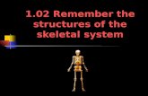 1.02 Remember the structures of the skeletal system.