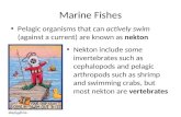 Marine Fishes Pelagic organisms that can actively swim (against a current) are known as nekton Nekton include some invertebrates such as cephalopods and.