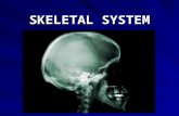 SKELETAL SYSTEM. THE STRUCTURES OF THE SKELETAL SYSTEM INCLUDE: BONES, JOINTS, AND LIGAMENTS.