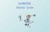 Aim: What are the functions of the human skeleton? I Human Skeleton A. Function of Bone 1.Support and protection of body structures 2.Points of attachment.
