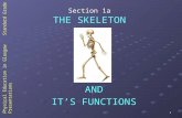 1 Physical Education in Glasgow Standard Grade Presentations THE SKELETON IT’S FUNCTIONS AND Section 1a.