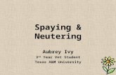 Spaying & Neutering Aubrey Ivy 3 rd Year Vet Student Texas A&M University.