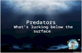 Predators What’s lurking below the surface. Lesson Objectives Become aware of characteristics and grooming processes of online predators. Identify "risky.