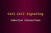 Cell-Cell Signaling Inductive Interactions. Induction: proximate interactions Close range interactions Inducer –Tissue doing the inducing –Emits a signal.