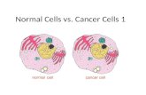 Normal Cells vs. Cancer Cells 1. The characteristics of normal cells Normal body cells have a number of important characteristics. They can: 1- Reproduce.