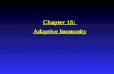 Chapter 16: Adaptive Immunity. The Immune Response Immunity: “Free from burden”. Ability of an organism to recognize and defend itself against specific.