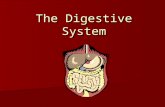 The Digestive System. How is food digested? Digestion involves: Breaking down of food into smaller pieces Breaking down of food into smaller pieces The.