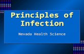 Principles of Infection Nevada Health Science. Principles of Infection n Understanding the basic principles of infection is essential for any health care.