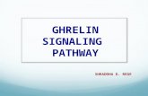 GHRELIN SIGNALING PATHWAY - SHRADDHA D. REGE. Ghrelin  Is a 28 amino acid Orexigenic peptide and hormone.  Neuroendocrine hormone – exerts numerous.