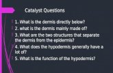 Catalyst Questions  1. What is the dermis directly below?  2. what is the dermis mainly made of?  3. What are the two structures that separate the dermis.
