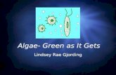 Algae- Green as It Gets Lindsey Rae Gjording.  What is Algae?  Necessities of Life  Oil Extraction Methods  Algae as a Fuel: Biodiesel and Hydrogen.