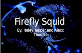 Firefly Squid By: Haley Tapper and Alexx Thomas. The Firefly Squid My Scientific Name: Watasenia Scintillans My Other Names: Sparkling Enope Squid I am.