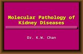 Molecular Pathology of Kidney Diseases Dr. K.W. Chan.