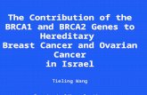 The Contribution of the BRCA1 and BRCA2 Genes to Hereditary Breast Cancer and Ovarian Cancer in Israel Tieling Wang Department of Human Genetics Hadassah.
