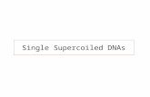 Single Supercoiled DNAs. DNA Supercoiling in vivo In most organisms, DNA is negatively supercoiled (  ~ -0.06) Actively regulated by topoisomerases,