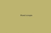 Root crops. David S. Seigler Department of Plant Biology University of Illinois Urbana, Illinois 61801 USA seigler@life.illinois.edu .