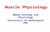 Muscle Physiology Human Anatomy and Physiology University of Washington PMT.