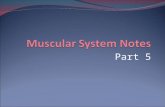 Part 5. Types of Body Movements Muscles are attached to no less than two points Origin – The attachment to the immovable or less movable bone Insertion.
