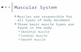 Muscular System Muscles are responsible for all types of body movement Three basic muscle types are found in the body Skeletal muscle Cardiac muscle Smooth.