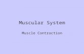 Muscular System Muscle Contraction Movement requires muscle Three types: skeletal, smooth, cardiac Skeletal will be our focus Long fibrous tissue Muscle.