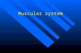 Muscular system. Types of the muscle Skeletal:striated, and voluntary. Skeletal:striated, and voluntary. Smooth:nonstiated, and involuntary. Smooth:nonstiated,