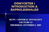 OOMYCETES I INTRODUCTION & SAPROLEGNIALES IB 371 – GENERAL MYCOLOGY LECTURE 13 THURSDAY, OCTOBER 9, 2003.