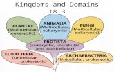 Kingdoms and Domains 18.3. Domain Most inclusive taxonomic category; larger than a kingdom.