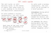 1 V7: cell cycle Cellular ProgramsWS 2010 – lecture 7  The cell cycle, or cell-division cycle, is the series of events that takes place.