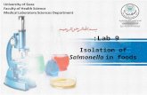 Isolation of Salmonella in foods Lab 9:. Salmonella Gram- negative bacteria Short rods (bacilli). Motile with peritrichous flagella except S. pullorum.