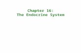 Chapter 16: The Endocrine System. Arnold Adolph Berthold 1803 – 1861 Founder of Endocrinology.