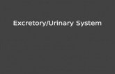 Excretory/Urinary System. Overview of Excretory System The excretory system is responsible for maintaining body homeostasis by controlling fluid balances,