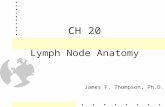 CH 20 Lymph Node Anatomy James F. Thompson, Ph.D..