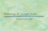 Pathology of Lymph Nodes Norman Levy, MD. Big Picture  As with other organs, lymph nodes, and more globally, the immune system, can be the site of infectious,