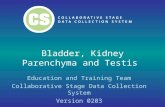 Bladder, Kidney Parenchyma and Testis Education and Training Team Collaborative Stage Data Collection System Version 0203.