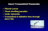 Insect Transmitted Nematodes Filarial wormsFilarial worms Tissue dwelling parasitesTissue dwelling parasites Order SpiruridaOrder Spirurida Transmitted.