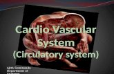 Ajith Sominanda Department of Anatomy. Lecture outline Why a circulatory system ? Arrangement of the CVS Vascular tree-Gross Anatomy CVS histology.