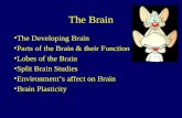 The Brain The Developing Brain Parts of the Brain & their Function Lobes of the Brain Split Brain Studies Environment’s affect on Brain Brain Plasticity.