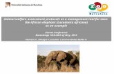 Animal welfare assessment protocols as a management tool for zoos: the African elephant (Loxodonta africana) as an example Zoovet Conference Bussolengo.
